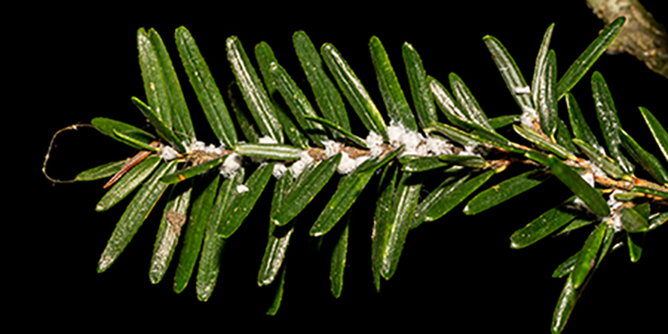 Evidence of infestation of Hemlock Wooly Adelgid
